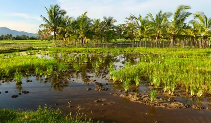 The green fields surrounding Kampot in Cambodia