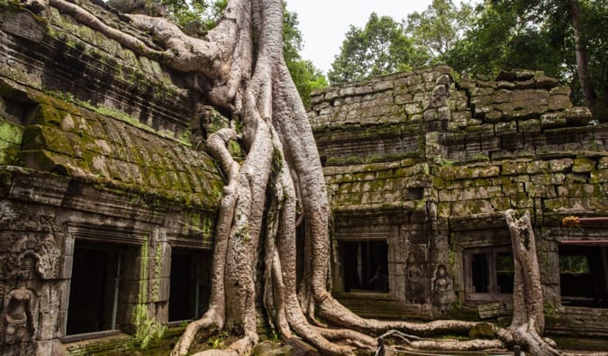 A tree growing around a temple at Angkor Wat in Cambodia