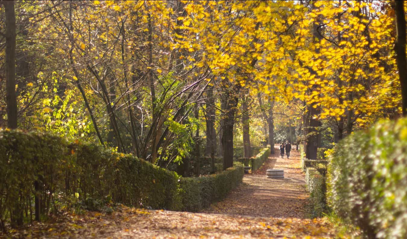 树叶繁茂的丽池公园，在西班牙马德里的秋天