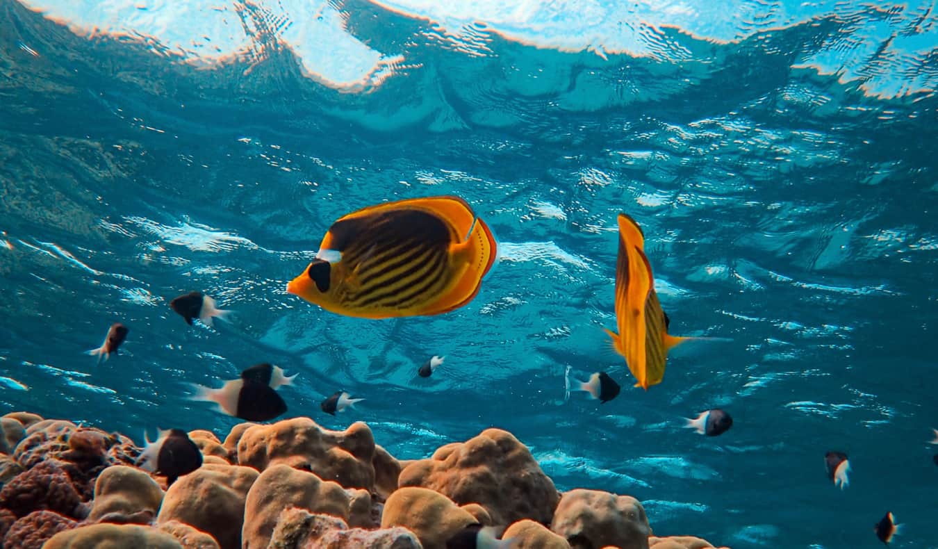 Red Sea Scuba Diving