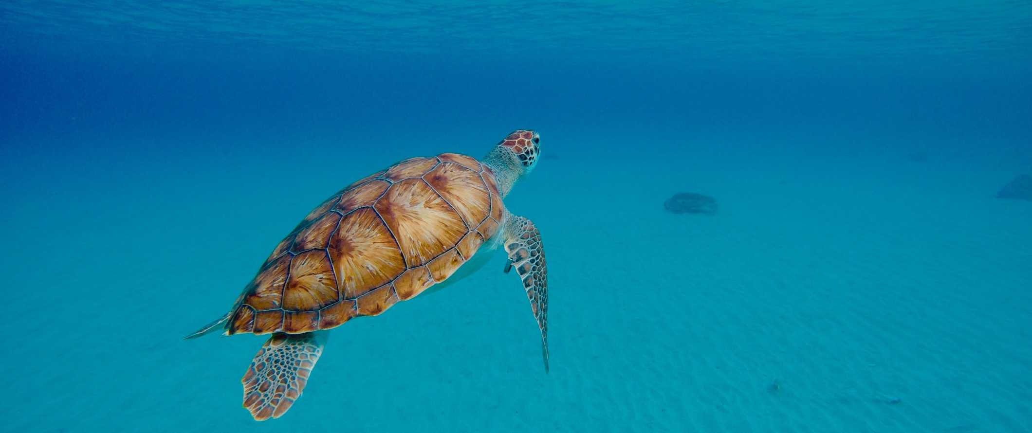 一只海龟在加勒比海清澈的海水中游泳