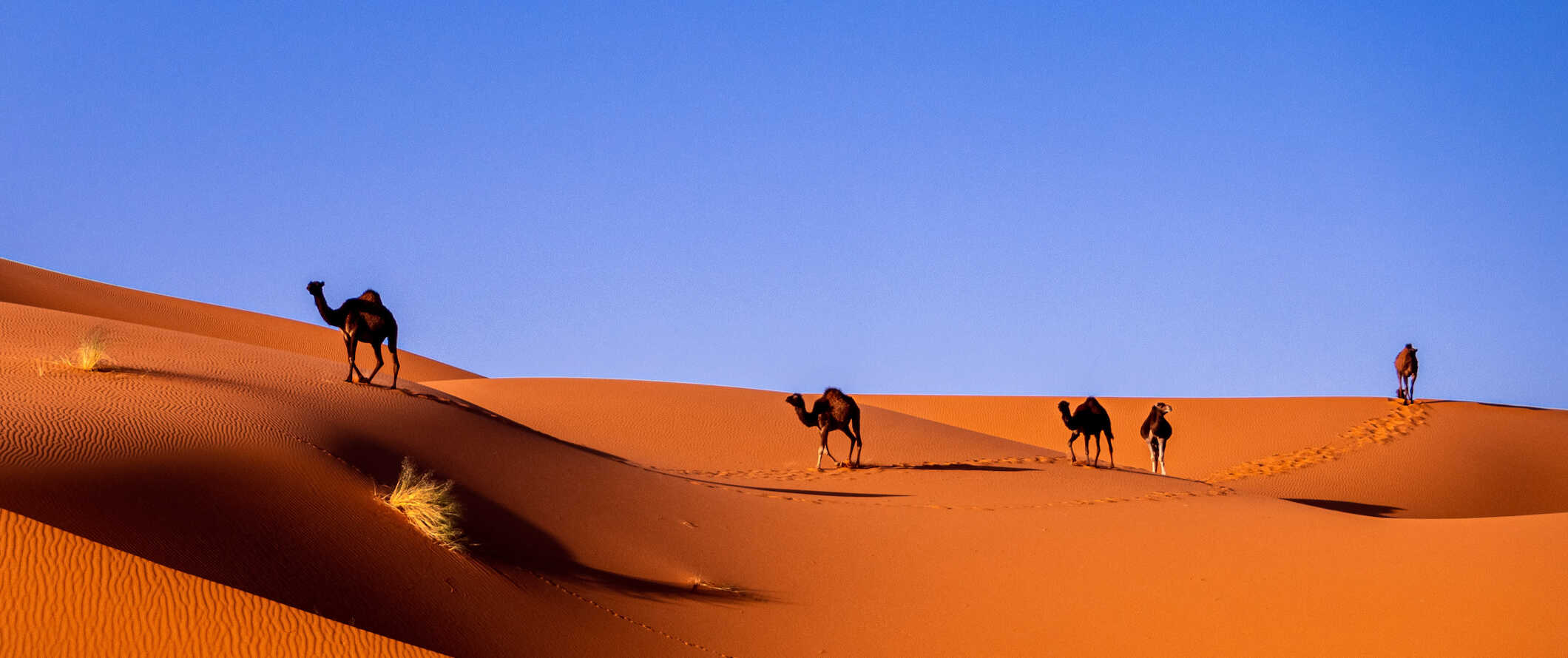 在一个阳光明媚的日子里，骆驼漫步在美丽的摩洛哥沙漠里巨大的金色沙丘上