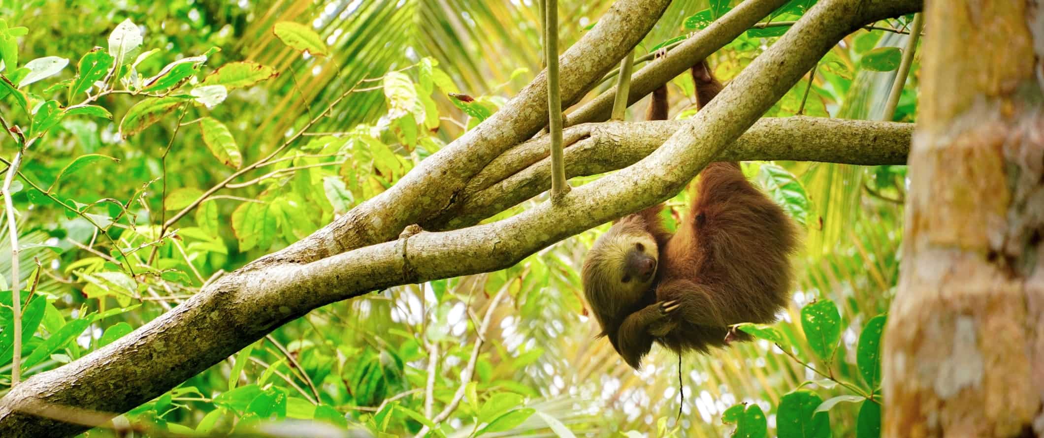哥斯达黎加，卡惠塔国家公园，一棵树上挂着一只树懒