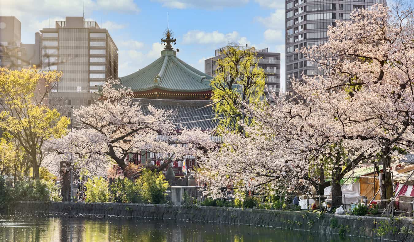 在阳光明媚的日本东京，上野公园俯瞰湖面的樱花盛开