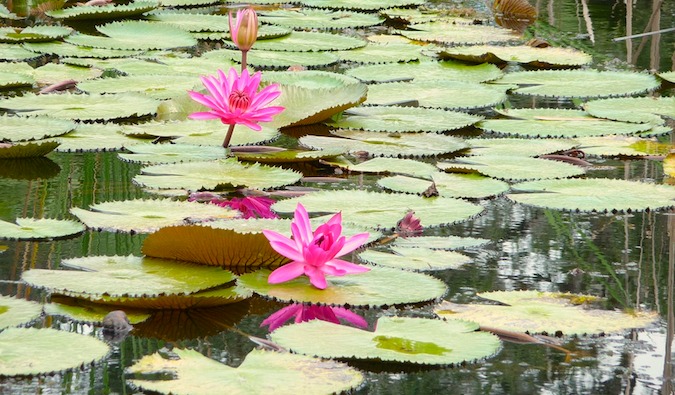 新加坡植物园的一个池塘