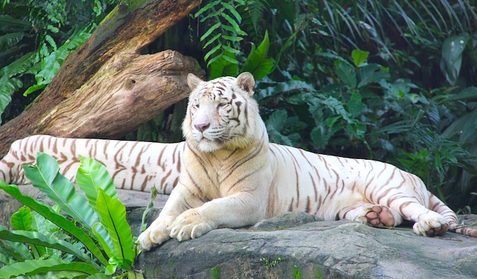 新加坡动物园的一只孤独的老虎