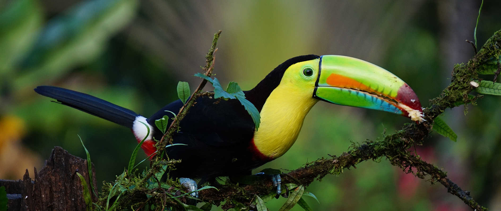 美丽的哥斯达黎加郁郁葱葱的热带雨林中的一种色彩鲜艳的热带鸟类