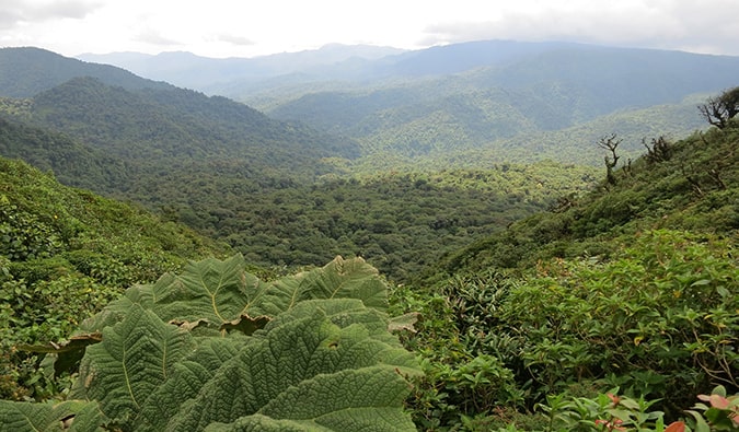 the jungle in costa rica near Arenal
