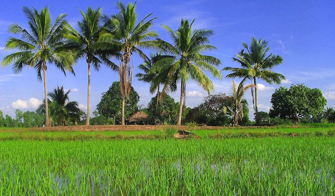 生动的绿色棕榈树，稻田，和一个蓝色的天空在农村Isaan，东南亚