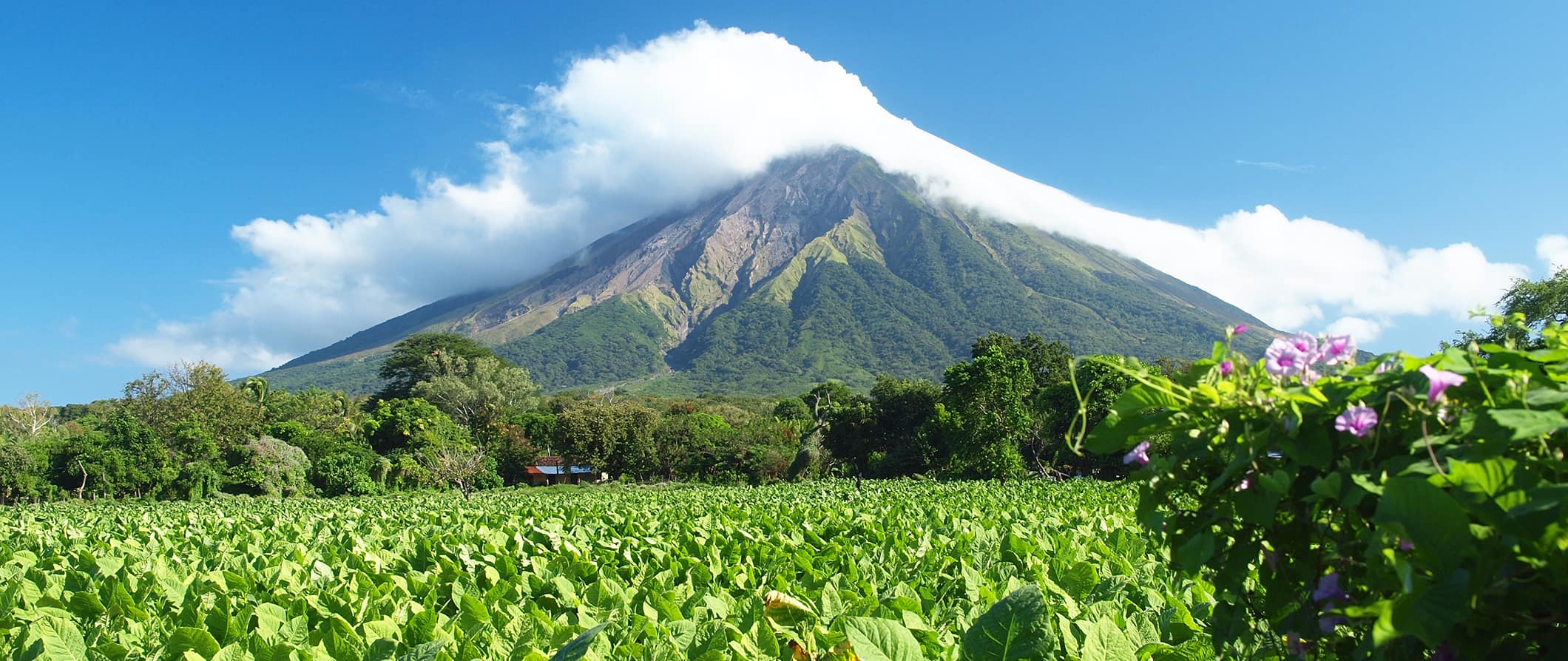 在尼加拉瓜一个阳光明媚的日子里，一座高耸而郁郁葱葱的火山被丛林包围
