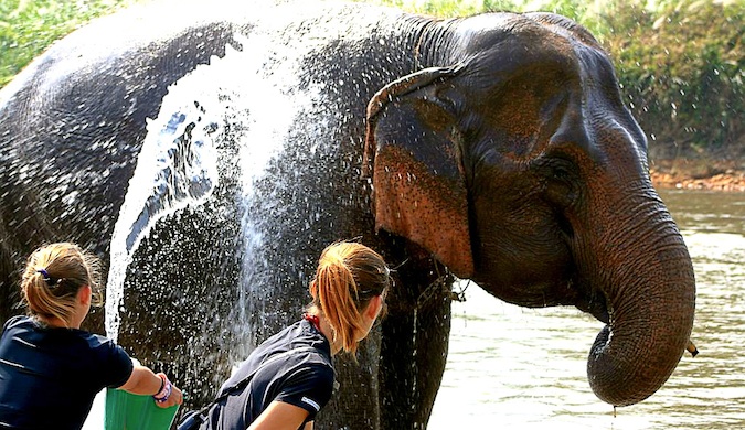 两名女性志愿者在泰国给一头大象洗澡