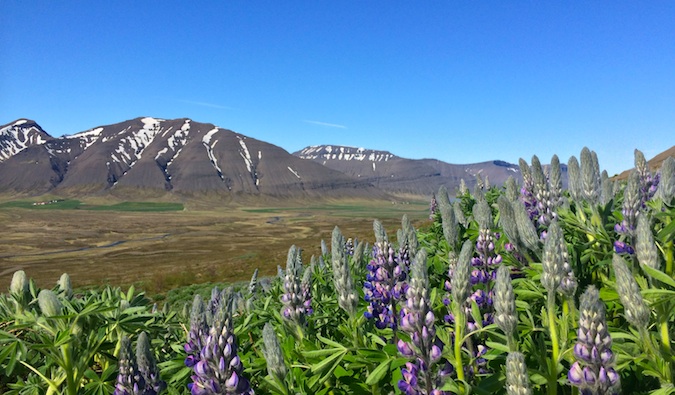 阳光灿烂的日子里，冰岛西峡湾的紫色花朵