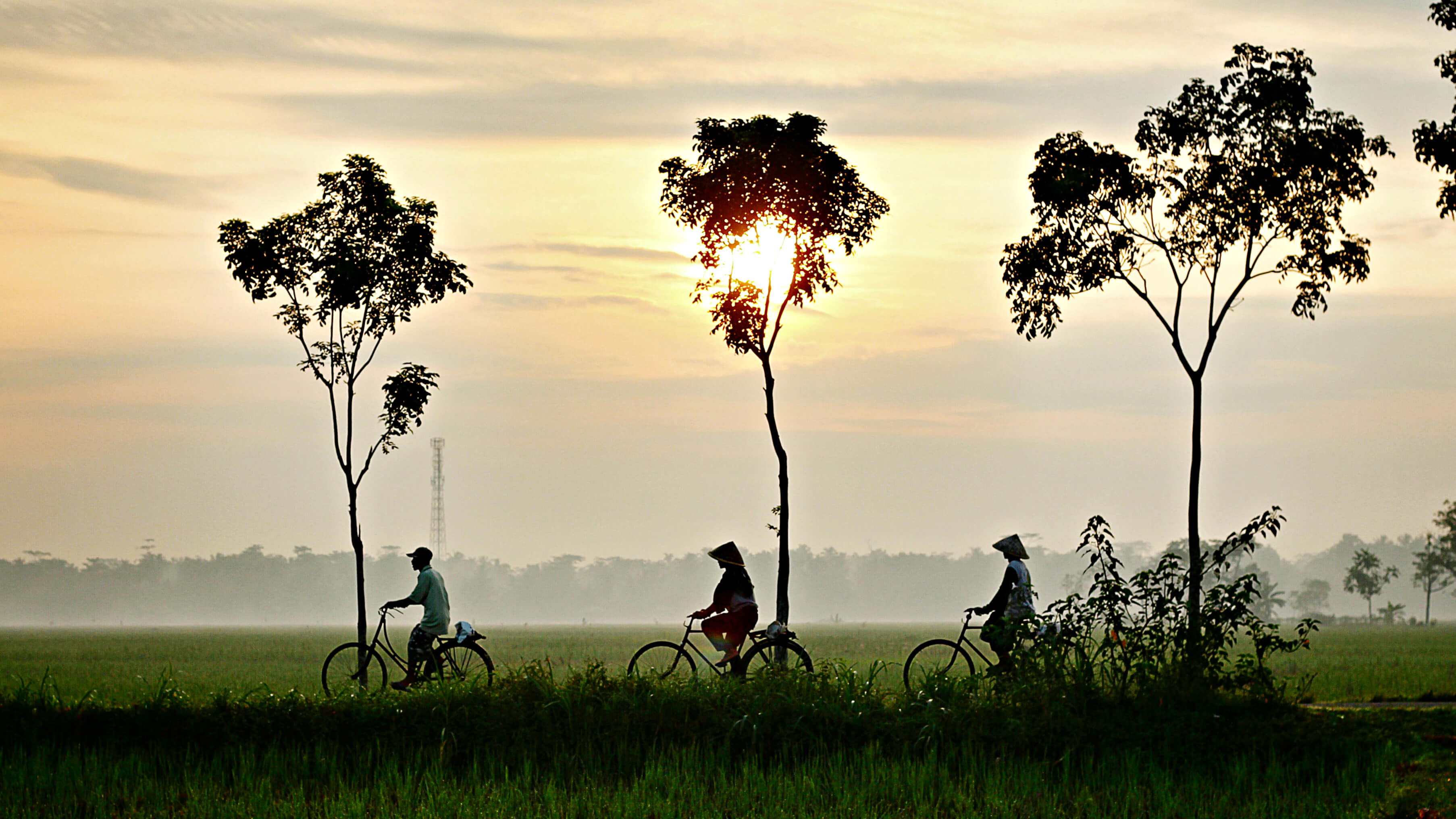三个人骑着自行车穿过越南的风景，三棵树中间的一棵遮住了太阳