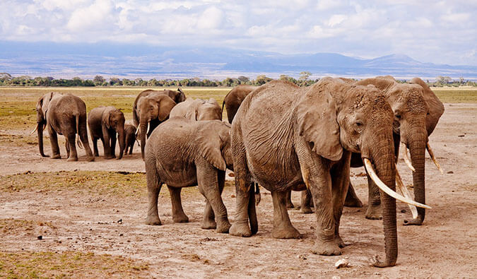 一群大象在一起行走