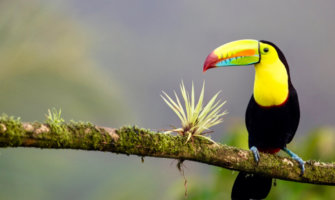 哥斯达黎加一只彩色巨嘴鸟栖息在树枝上