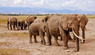 东非的一群大象