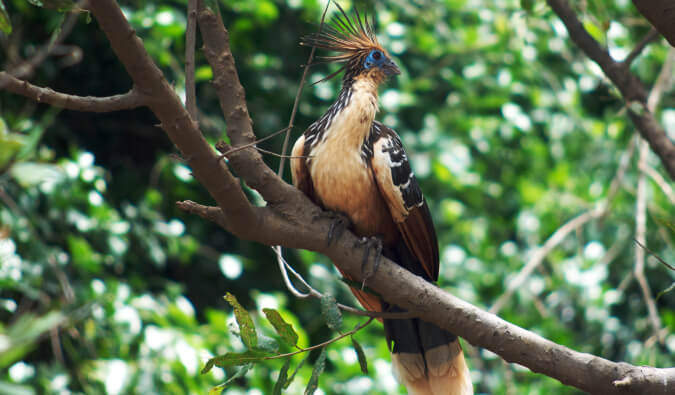 在一个分支的五颜六色的鸟在玻利维亚密林