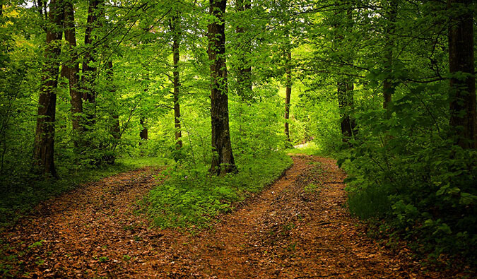 树林中的岔道。中间的小径上覆盖着棕色叶子的树