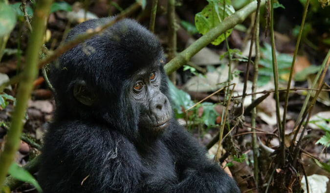 乌干达丛林中的大猩猩幼崽