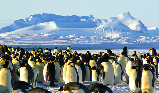 一群在野外的帝企鹅