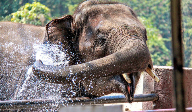 大象在自己身上泼水玩得很开心
