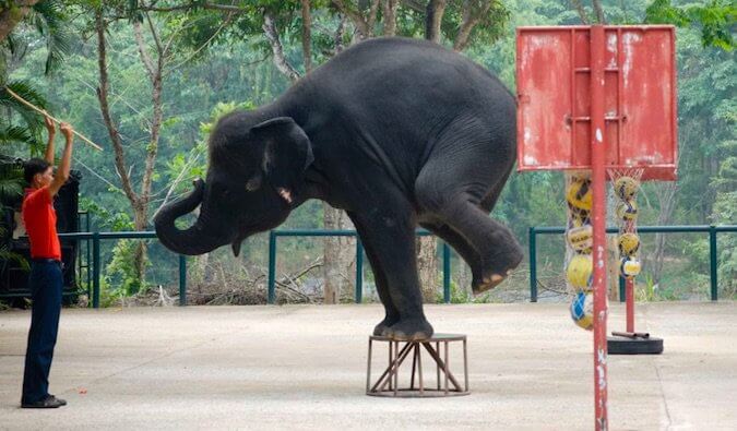 囚禁的大象被虐待