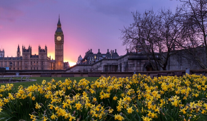 在前景的黄水仙在一个公园在伦敦。在背景中，大本钟和议会的房子都在左边