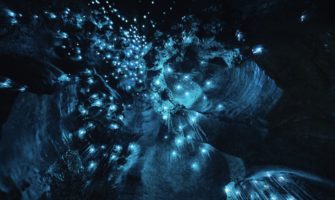 新西兰怀特莫的萤火虫洞穴