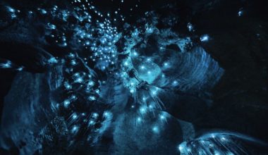新西兰怀托摩的萤火虫洞穴