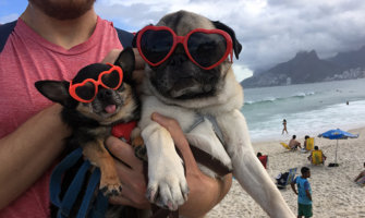 巴西两只狗的照片