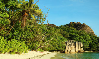 塞舌尔海滩的热带丛林