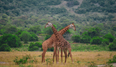 在卢旺达的两个长颈鹿